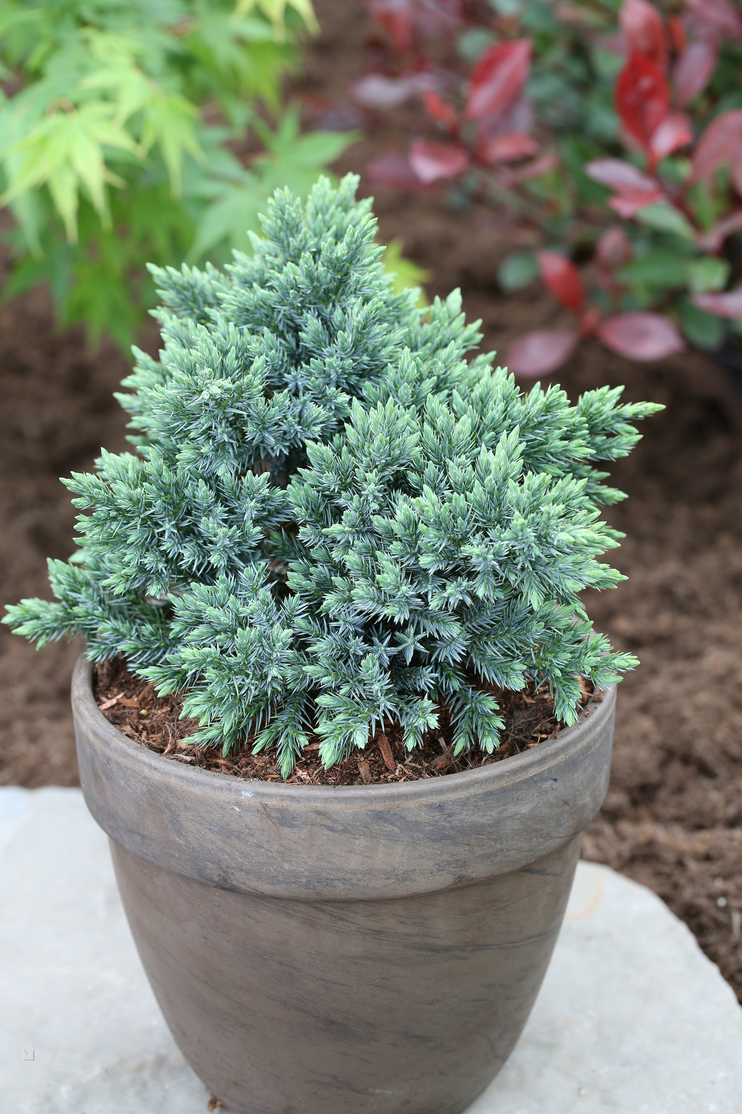 Juniperus squamata 'Blue Star'